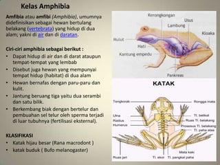 Kelas Amphibia
Amfibia atau amfibi (Amphibia), umumnya
didefinisikan sebagai hewan bertulang
belakang (vertebrata) yang hidup di dua
alam; yakni di air dan di daratan.
Ciri-ciri amphibia sebagai berikut :
• Dapat hidup di air dan di darat ataupun
tempat-tempat yang lembab
• Disebut juga hewan yang mempunyai
tempat hidup (habitat) di dua alam
• Hewan bernafas dengan paru-paru dan
kulit.
• Jantung beruang tiga yaitu dua serambi
dan satu bilik.
• Berkembang biak dengan bertelur dan
pembuahan sel telur oleh sperma terjadi
di luar tubuhnya (fertilisasi eksternal).
KLASIFIKASI
• Katak hijau besar (Rana macrodont )
• katak buduk ( Bufo melanogaster)
 