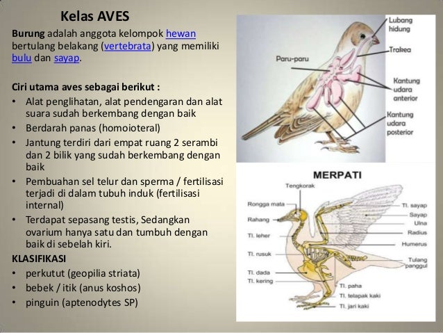 Vertebrata