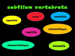 Vertebrata | PPT