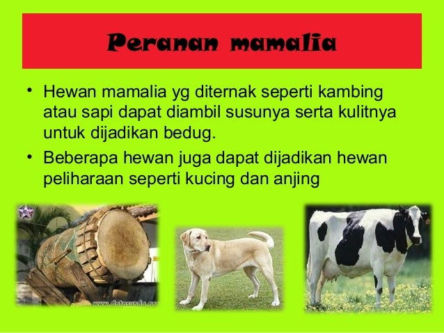 Contoh Hewan Mamalia Pemakan Daging - Mika Put