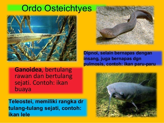  Contoh  Hewan  Amphibi Selain Katak  Contoh  Yuk