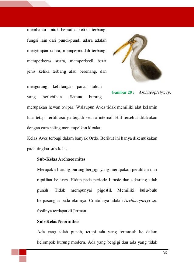 Buku Vertebrata Buku Vertebrata