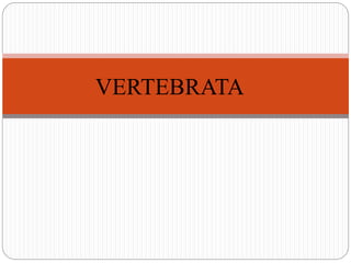 Vertebrata | PPT