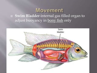 Vertebrata | PPTX