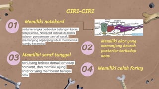 CIRI-CIRI
01
Memiliki notokord
yaitu kerangka berbentuk batangan keras,
tetapi lentur. Notokord terletak di antara
saluran pencernaan dan tali saraf,
memanjang sepanjang tubuh membentuk
sumbu kerangka.
Memiliki ekor yang
memanjang kearah
posterior terhadap
anus
Memiliki saraf tunggal
berlubang terletak dorsal terhadap
notokord, dan memiliki ujung
anterior yang membesar berupa
otak.
Memiliki celah faring
02
03
04
 