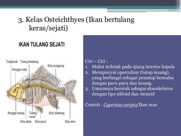 Makhluk Hidup Vertebrata Hewan  Bertulang Belakang 