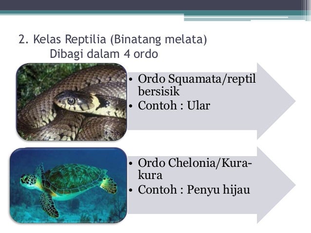 Makhluk Hidup Vertebrata  Hewan  Bertulang Belakang 