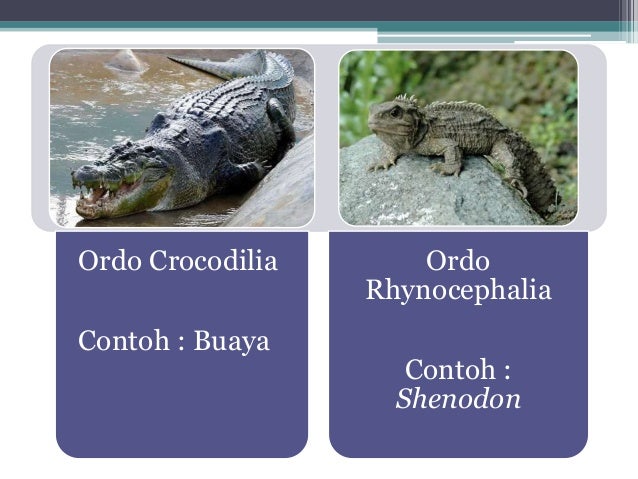 Makhluk Hidup Vertebrata Hewan Bertulang Belakang Makhluk Hidup Vertebrata Hewan Bertulang Belakang