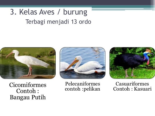 Makhluk Hidup Vertebrata Hewan Bertulang Belakang Makhluk Hidup Vertebrata Hewan Bertulang Belakang