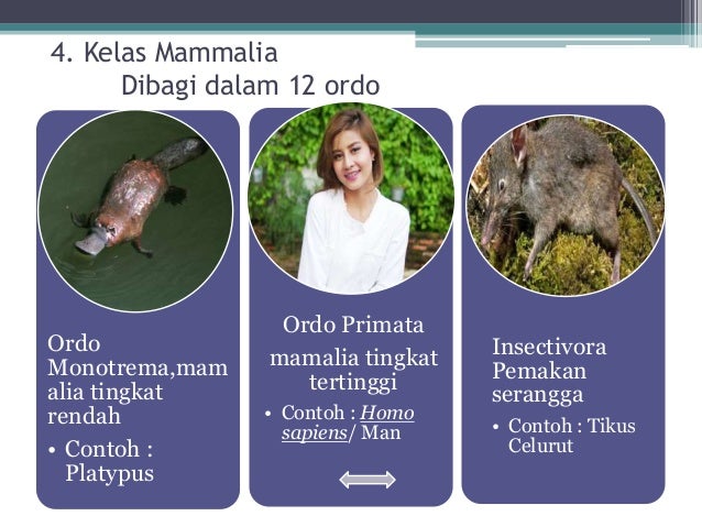 Makhluk Hidup Vertebrata Hewan Bertulang Belakang Makhluk Hidup Vertebrata Hewan Bertulang Belakang