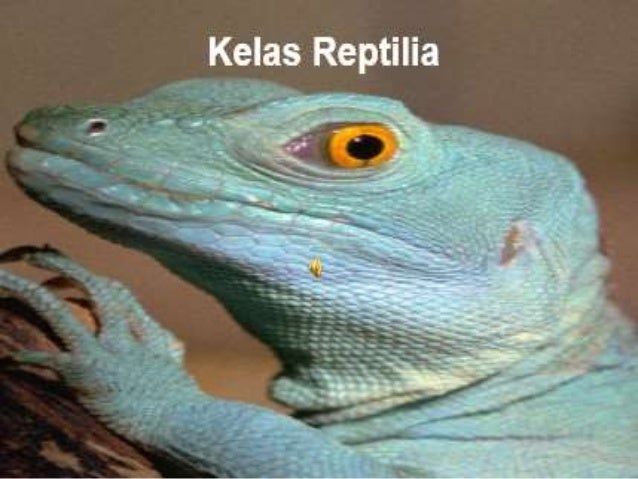  Vertebrata  hewan  bertulang belakang  