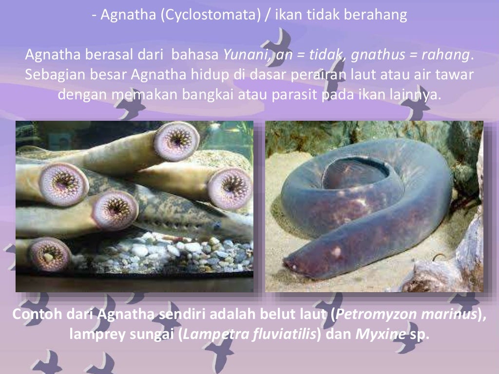 Kingdom Animalia (Vertebrata)