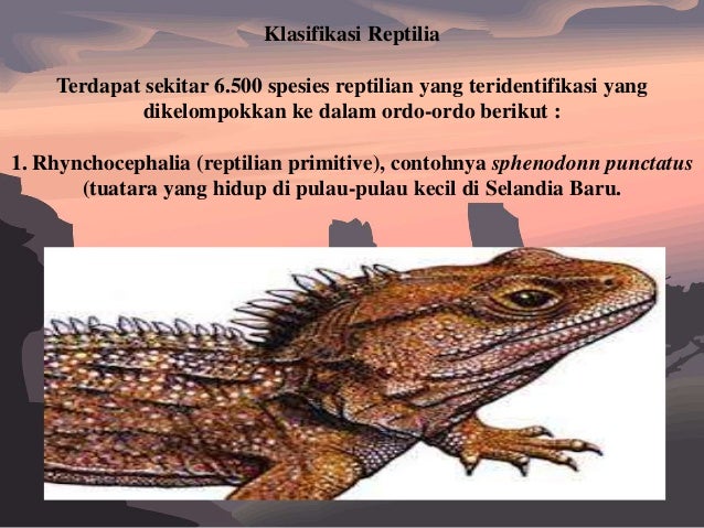 Kingdom Animalia Vertebrata 