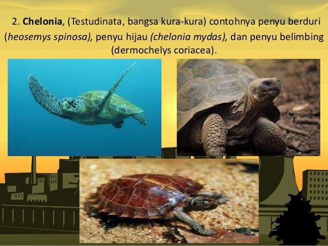 Kingdom Animalia Vertebrata 