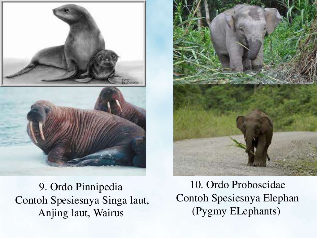Kingdom Animalia (Vertebrata)