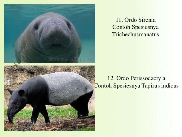 Contoh Hewan Ordo Insectivora - Contoh Pustaka