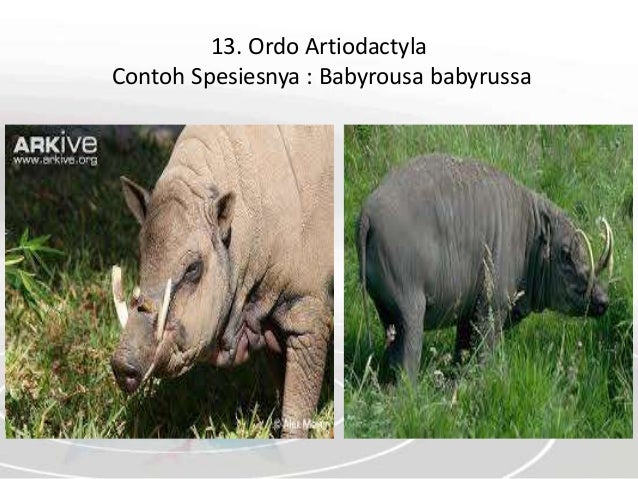 Kingdom Animalia (Vertebrata)