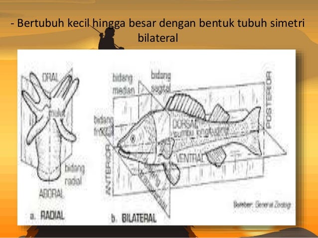 Kingdom Animalia Vertebrata Kingdom Animalia Vertebrata