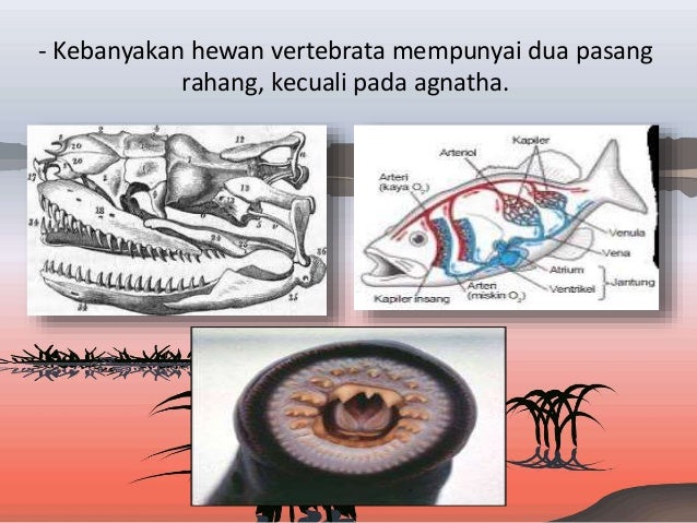 Kingdom Animalia (Vertebrata)