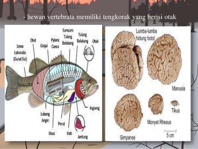 Kingdom Animalia Vertebrata  