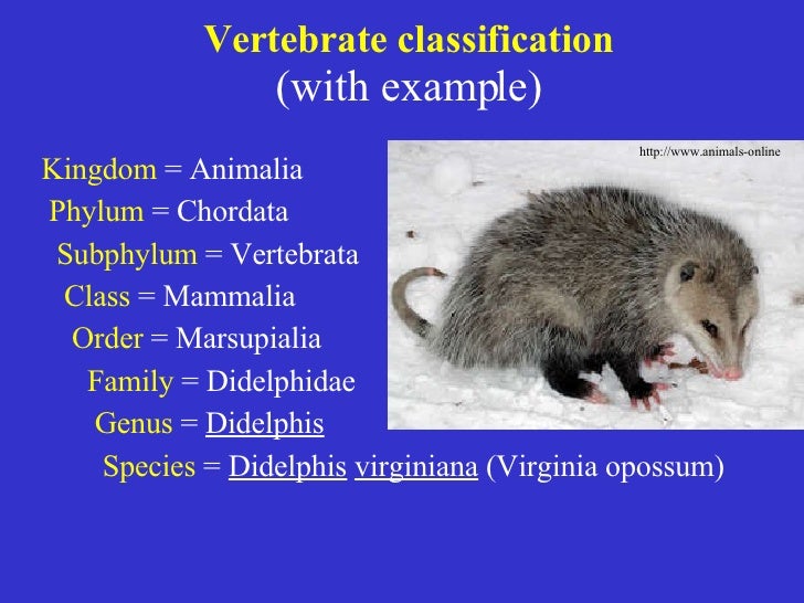 Vertebrate Classes