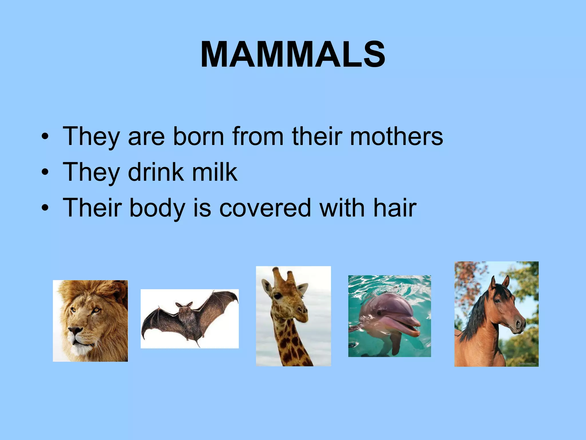 MAMMALS They are born from their mothers They drink milk Their body is covered with hair