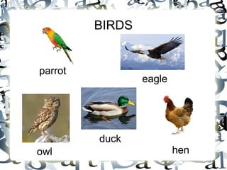 BIRDS
eagle
owl
duck
hen
parrot