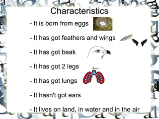 Characteristics
- It is born from eggs
- It has got feathers and wings
- It has got beak
- It has got 2 legs
- It has got lungs
- It hasn't got ears
- It lives on land, in water and in the air