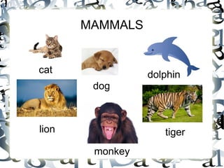 MAMMALS
cat
dog
cat
lion
dolphin
monkey
tiger