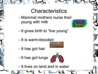 Characteristics
- Mammal mothers nurse their
young with milk
- It gives birth to “live young”
- It is warm-blooded
- It has got hair
- It has got lungs
- It lives on land and in water