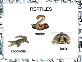 REPTILES
snake
crocodile
turtle