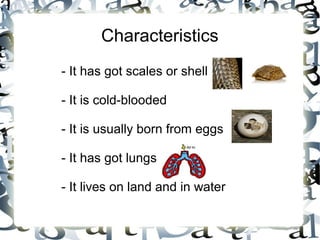 Characteristics
- It has got scales or shell
- It is cold-blooded
- It is usually born from eggs
- It has got lungs
- It lives on land and in water
