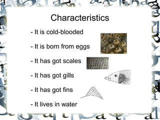 Characteristics
- It is cold-blooded
- It is born from eggs
- It has got scales
- It has got gills
- It has got fins
- It lives in water