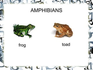 AMPHIBIANS
frog toad