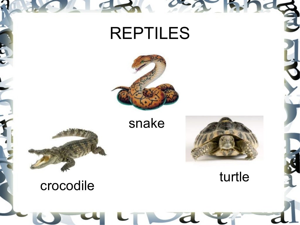 Vertebrate animals