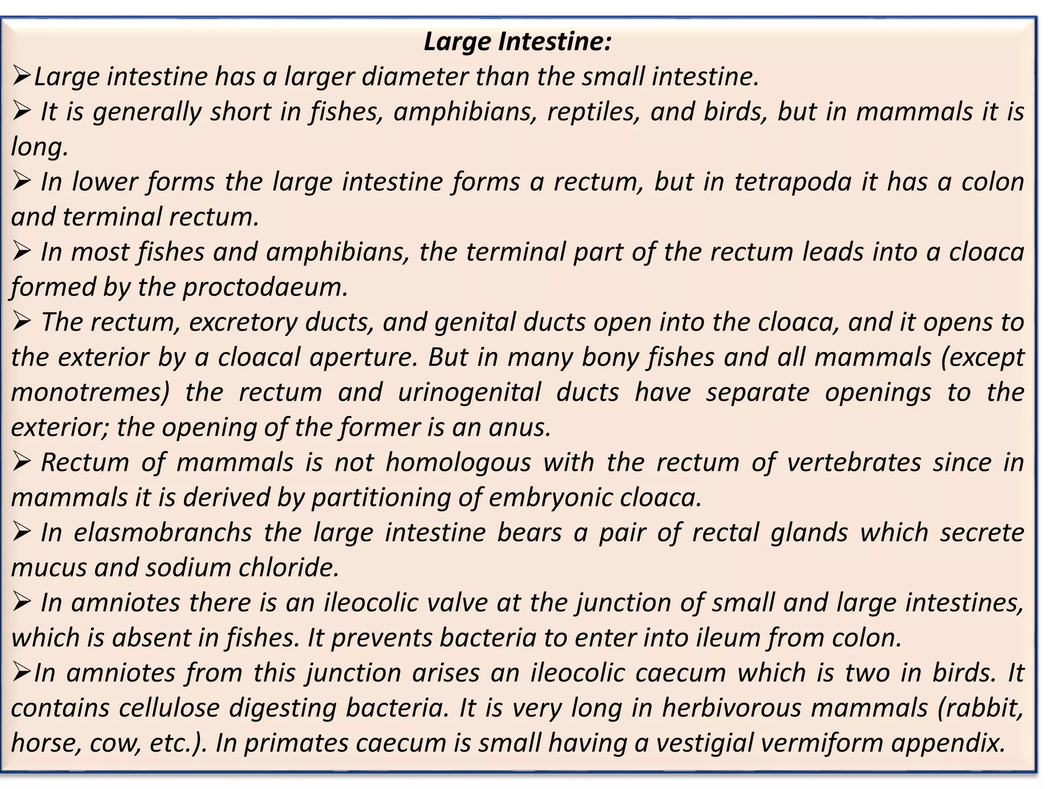 Vertebrate digestive system | PPTX