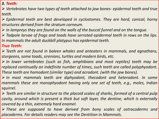 3. Teeth:
 Vertebrates have two types of teeth attached to jaw bones- epidermal teeth and true
teeth.
 Epidermal teeth are best developed in cyclostomes. They are hard, conical, horny
structures derived from the stratum corneum.
 In lampreys they are found on the walls of the buccal funnel and on the tongue.
 Tadpole larvae of frogs and toads have serrated epidermal teeth in rows on the lips.
In mammals the adult duckbill platypus has epidermal teeth.
True Teeth:
 Teeth are not found in baleen whales and anteaters in mammals, and agnathans,
sturgeons, some toads, sirenians, turtles and modern birds, etc.
 In lower vertebrates (such as fish, amphibians and most reptiles) teeth may be
replaced continually an indefinite number of times, such teeth are called polyphyodont.
These teeth are homodont (similar type) and acrodont. (with the jaw bones).
 In most mammals teeth are diphyodont, thecodont and heterodont. In some
mammals these are monophyodont having only one set of teeth, e.g., moles, Indian
squirrel.
 Teeth are similar in structure to the placoid scales of sharks, formed of a central pulp
cavity, around which is present a thick but soft layer, the dentine, which is externally
covered by a thin, extremely hard enamel.
 These are supposed to have derived from bony scales of ostracoderms and
placoderms. For details readers may see the Dentition in Mammals.
 