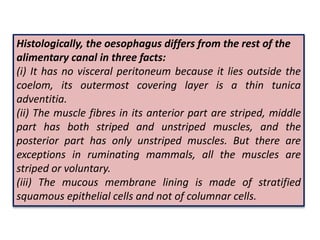 Histologically, the oesophagus differs from the rest of the
alimentary canal in three facts:
(i) It has no visceral peritoneum because it lies outside the
coelom, its outermost covering layer is a thin tunica
adventitia.
(ii) The muscle fibres in its anterior part are striped, middle
part has both striped and unstriped muscles, and the
posterior part has only unstriped muscles. But there are
exceptions in ruminating mammals, all the muscles are
striped or voluntary.
(iii) The mucous membrane lining is made of stratified
squamous epithelial cells and not of columnar cells.
 