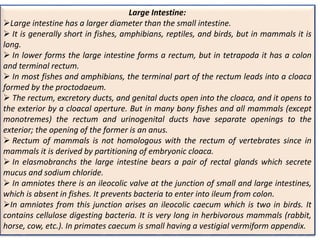 Large Intestine:
Large intestine has a larger diameter than the small intestine.
 It is generally short in fishes, amphibians, reptiles, and birds, but in mammals it is
long.
 In lower forms the large intestine forms a rectum, but in tetrapoda it has a colon
and terminal rectum.
 In most fishes and amphibians, the terminal part of the rectum leads into a cloaca
formed by the proctodaeum.
 The rectum, excretory ducts, and genital ducts open into the cloaca, and it opens to
the exterior by a cloacal aperture. But in many bony fishes and all mammals (except
monotremes) the rectum and urinogenital ducts have separate openings to the
exterior; the opening of the former is an anus.
 Rectum of mammals is not homologous with the rectum of vertebrates since in
mammals it is derived by partitioning of embryonic cloaca.
 In elasmobranchs the large intestine bears a pair of rectal glands which secrete
mucus and sodium chloride.
 In amniotes there is an ileocolic valve at the junction of small and large intestines,
which is absent in fishes. It prevents bacteria to enter into ileum from colon.
In amniotes from this junction arises an ileocolic caecum which is two in birds. It
contains cellulose digesting bacteria. It is very long in herbivorous mammals (rabbit,
horse, cow, etc.). In primates caecum is small having a vestigial vermiform appendix.
 