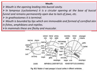 Mouth:
 Mouth is the opening leading into buccal cavity.
 In lampreys (cyclostomes) it is a circular opening at the base of buccal
funnel and remains permanently open due to lack of jaws, etc.
 In gnathostomes it is terminal.
 Mouth is bounded by lips which are immovable and formed of cornified skin
in fishes, amphibians and reptiles.
In mammals these are fleshy and muscular.
 