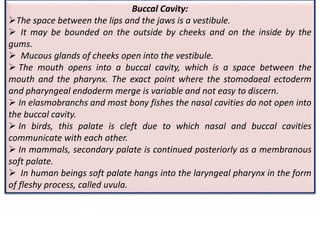 Buccal Cavity:
The space between the lips and the jaws is a vestibule.
 It may be bounded on the outside by cheeks and on the inside by the
gums.
 Mucous glands of cheeks open into the vestibule.
 The mouth opens into a buccal cavity, which is a space between the
mouth and the pharynx. The exact point where the stomodaeal ectoderm
and pharyngeal endoderm merge is variable and not easy to discern.
 In elasmobranchs and most bony fishes the nasal cavities do not open into
the buccal cavity.
 In birds, this palate is cleft due to which nasal and buccal cavities
communicate with each other.
 In mammals, secondary palate is continued posteriorly as a membranous
soft palate.
 In human beings soft palate hangs into the laryngeal pharynx in the form
of fleshy process, called uvula.
 