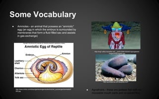 Vertebrate evolution and diversity pptx | PPTX