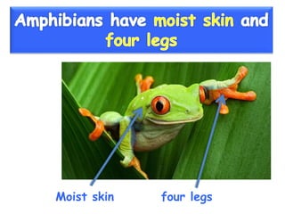 Vertebrate groups 3º