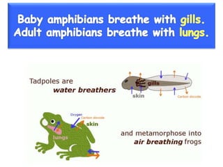 Vertebrate groups 3º