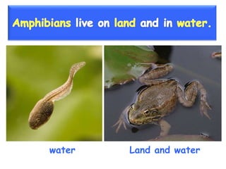 Vertebrate groups 3º