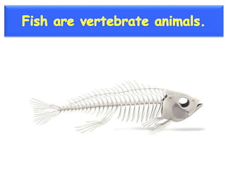 Vertebrate groups 3º