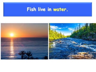 Vertebrate groups 3º