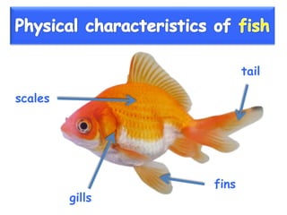 Vertebrate groups 3º