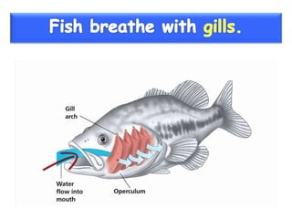 Vertebrate groups 3º