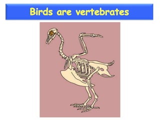 Vertebrate groups 3º